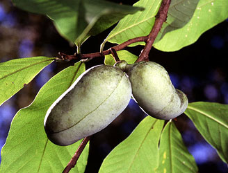 Pawpaw tree, Asimina triloba