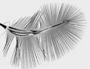 Hind wing of Ptenidium 
