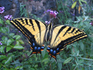 Two-tailed Swallowtail on Verbena
