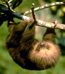 Two-toed sloth juvenile 
