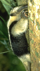 Lesser anteater feeding on ants