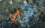 red and blue tunciates attached to a rock 