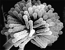 uniseriate merosporangia produced on a fertile vesicle of Syncephalastrum racemosum 