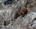 walrus adult