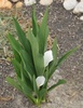 Lily of the Nile (Zantedeschia aethiopica)