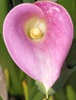 Pink Arum Lily Flower (Zantedeschia rehmannii)