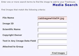media search image name